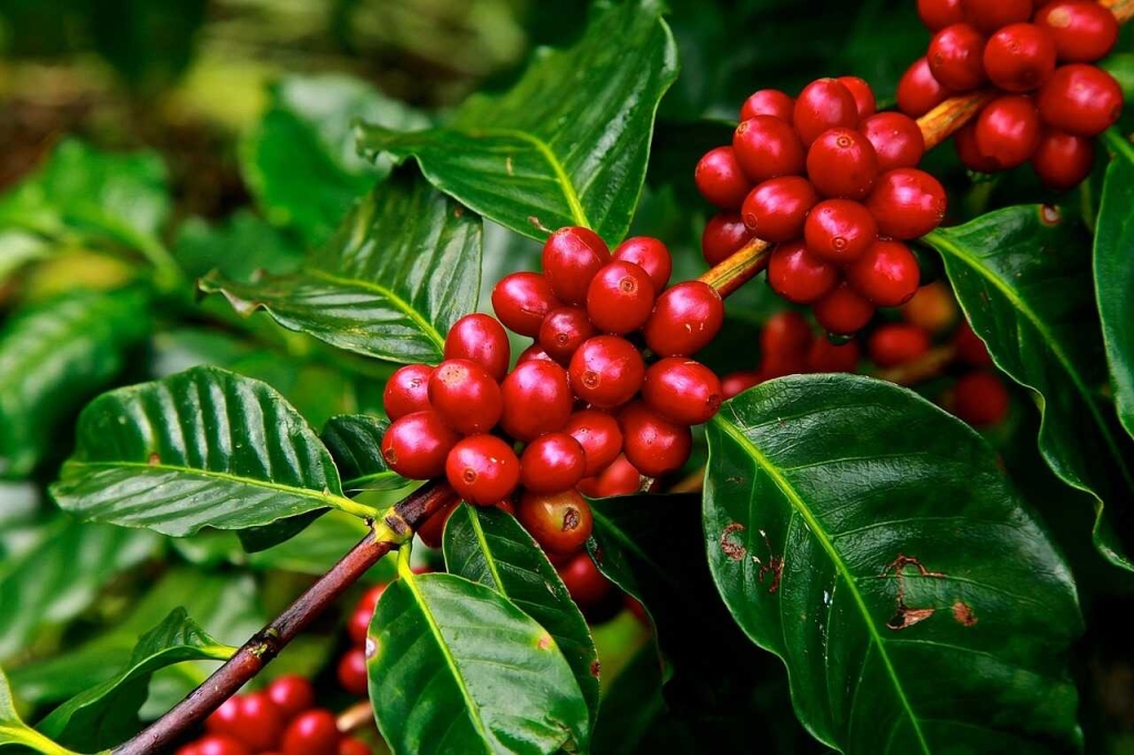 Miscela personalizzata di chicchi di caffè - Chicchi di caffè freschi - 1 kg