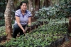 Piantagione di caffè in El Salvador